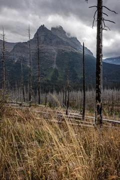 Old burn in the mountains Stock Photos