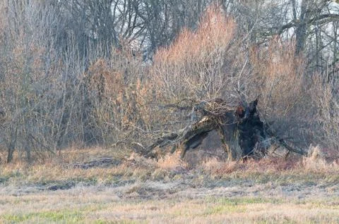Old burnt willow in winter Stock Photos