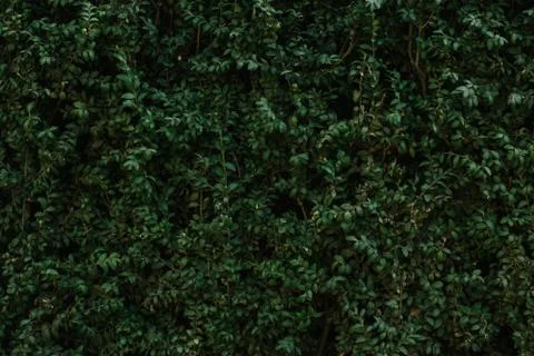 Old bush background texture wallpaper Stock Photos