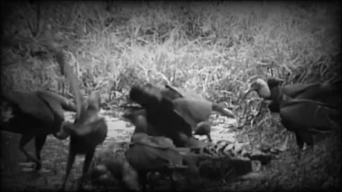 Old buzzards Stock Footage 223711181