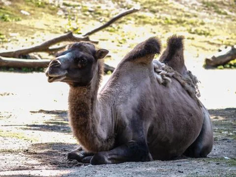 Old camel in shadow Stock Photos
