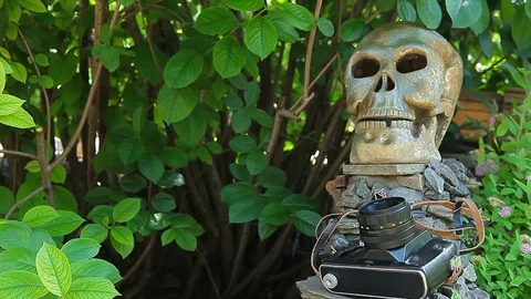 Old camera stone tree background nobody hd footage Stock Footage 110843818