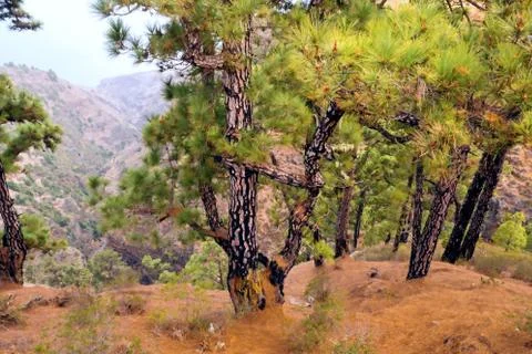 Old Canarian pine trees with bright green and black bark with pink spots Stock Photos