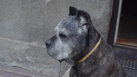 Old Cane Corso dog sitting and looking into distance. Stock Footage 167044957