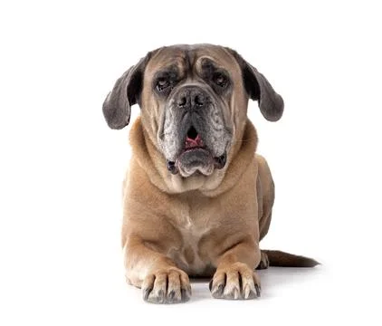 Old cane corso Stock Photos