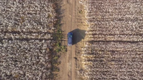 Old car in the cotton field Stock Footage 166536656