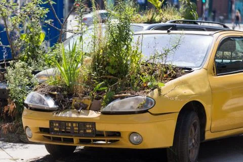 Old car with plants in the engine 스톡 사진