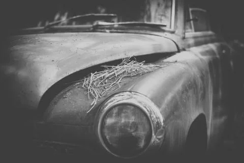 Old Car rusting in forest, black and white 스톡 사진