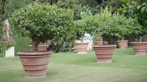Old cared garden with amazing red clay flower pots, different types of fruits Stock Footage 228684451