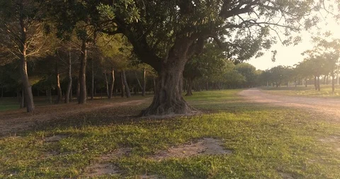 Old carob tree by the forest Stock Footage 124385402