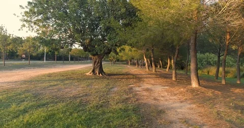 Old carob tree by the forest Stock Footage 124386261