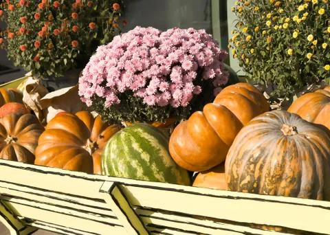 Old Cart With harvest of Vegetables. Pumpkins and watermelons autumn scene.Ba Stock Photos