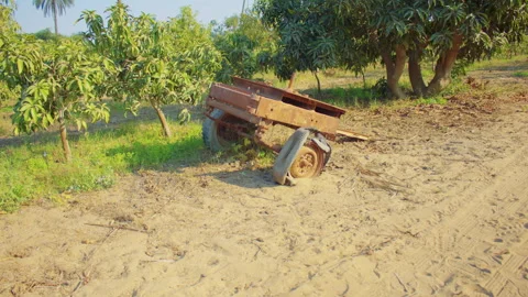 An old cart in the middle of a mango orchard. Видео 307350370