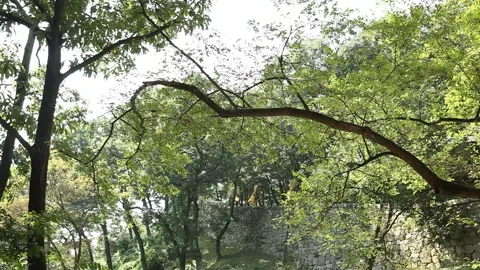 An old castle wall in forest 動画素材 303398986