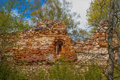 Old castle wall made of bricks. Flowering time of the Eve bush. Spring. Stock Photos