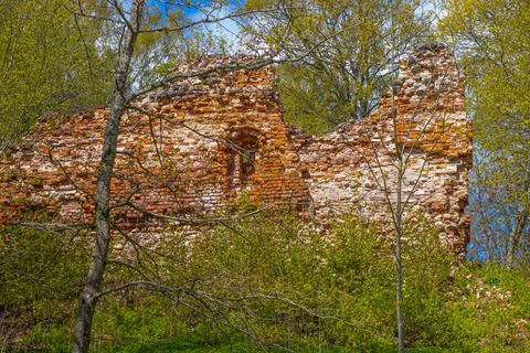 Old castle wall made of bricks. Flowering time of the Eve bush. Spring. Stock Photos