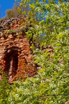 Old castle wall made of bricks. Flowering time of the Eve bush. Spring. Stock Photos