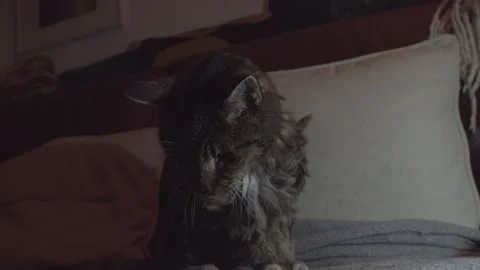 Old Cat on bed Stock Footage 171335370