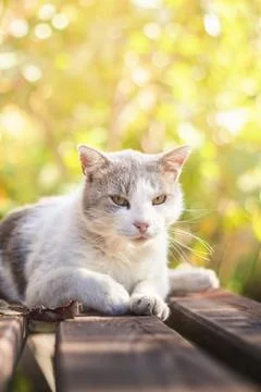 Old cat on bench Stock Photos