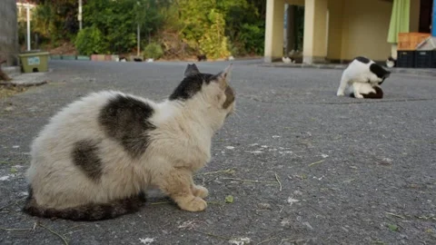 Old Cat With a Cold. Stock Footage 256900541