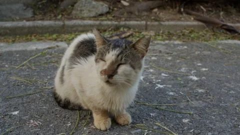 Old Cat With a Cold. Stock Footage 256900690