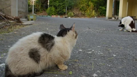 Old Cat With a Cold. Stock Footage 256901149