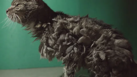 Old cat in front greenscreen Vídeos de archivo 171541463