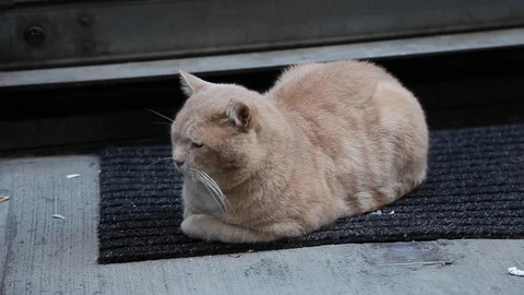 Old cat lays down on a rug on a street Stock Footage 108656664