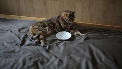 Old Cat lying on the bed 動画素材 99406694