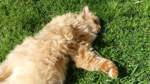 The old cat is lying on the grass Stock Photos