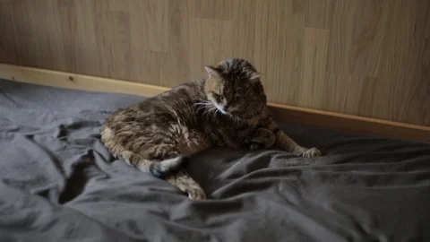 Old Cat lying on the mattress 動画素材 99406687