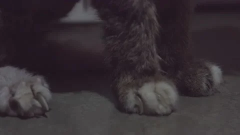 Old cat paws close-up Video stock 171335764