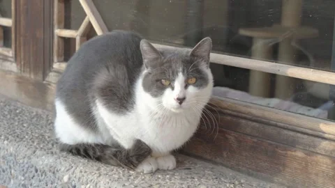 Old cat resting on the window cow cat Stock Footage 261791562