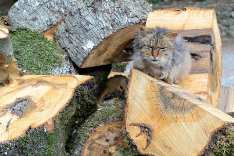 The old cat rests in the sun Stock Photos