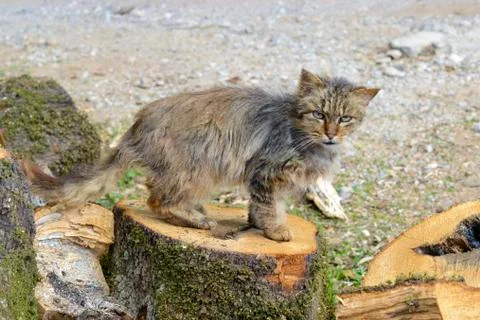 The old cat rests in the sun Stock Photos