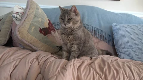 Old cat sitting on couch Stock Footage 145800282