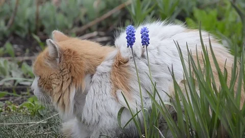 Old cat sitting in the flowers Stock Footage 75544351