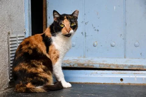 Old cat sitting in front of a blue door in the street Foto stock