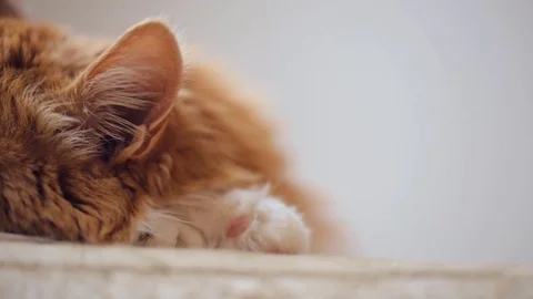 Old cat sleeping on the sofa closeup Stock Footage 82496678