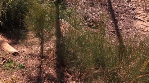 Old catamarans on beach 库存影片 39948064