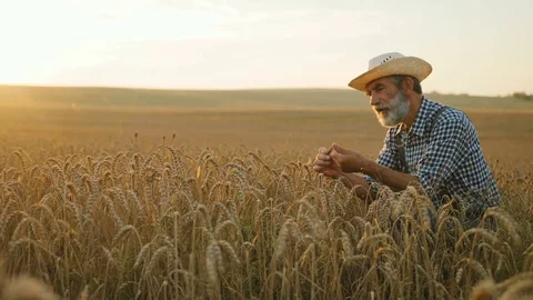 Old caucasian farmer in the hat checking the golden wheat field at the morning Stock Footage 78802317