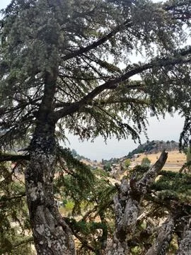 Old Cedar Tree-2 Foto stock