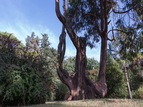 Old cedar tree Stock Footage 75036503