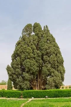 Old cedar tree Stock Photos