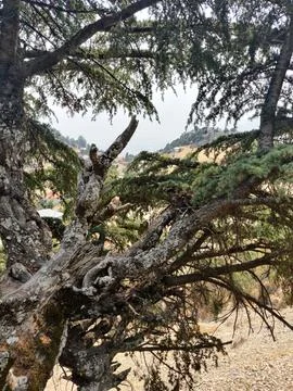 Old Cedar Tree Foto stock