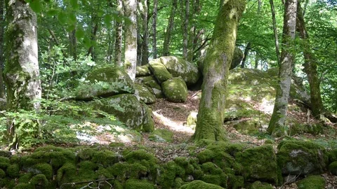 Old celtic forest Video stock 77849181