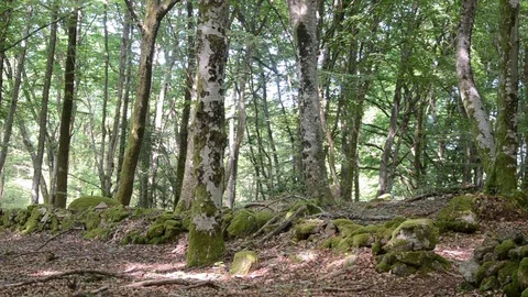 Old celtic mystic forest Video stock 77849146