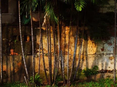 Old cement brick wall with palm tree trunk bush shadow Foto stock
