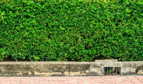 Old cement frame Stock Photos