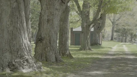 Old Cemetary Maples two track Stock Footage 92424727